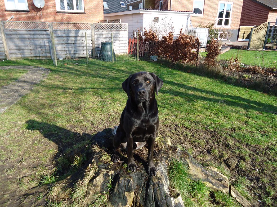 Blanding af racer Grynte billede 1