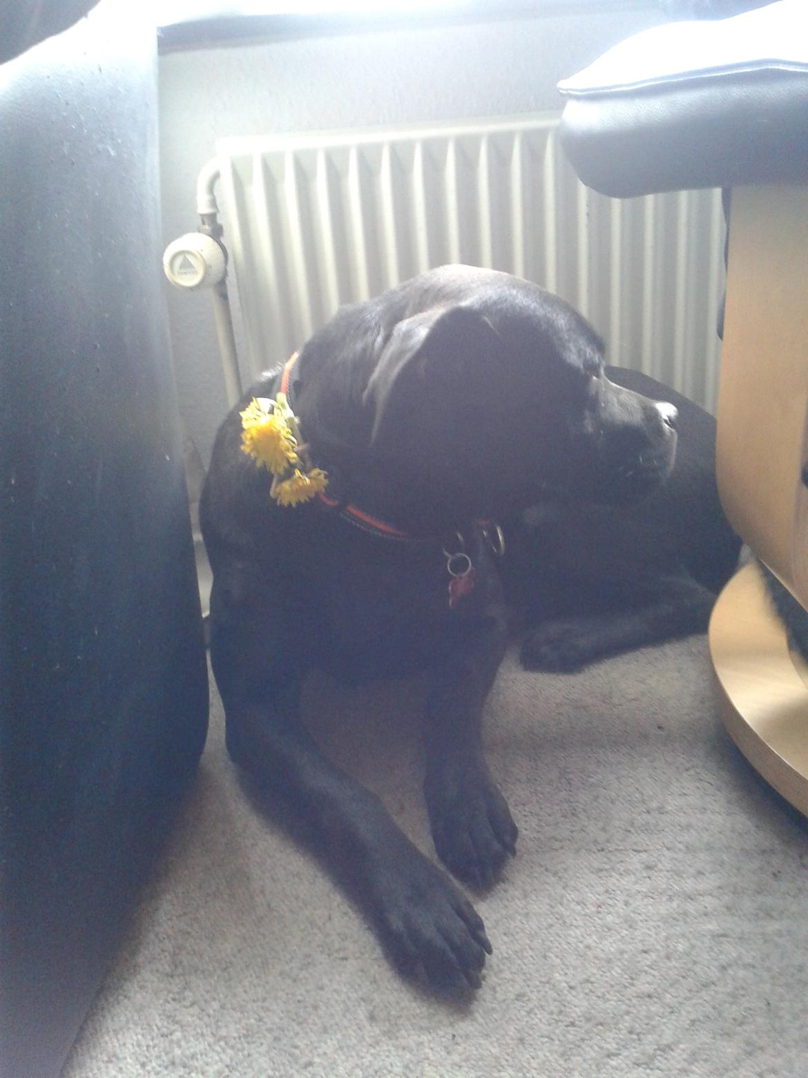 Blanding af racer chica billede 1