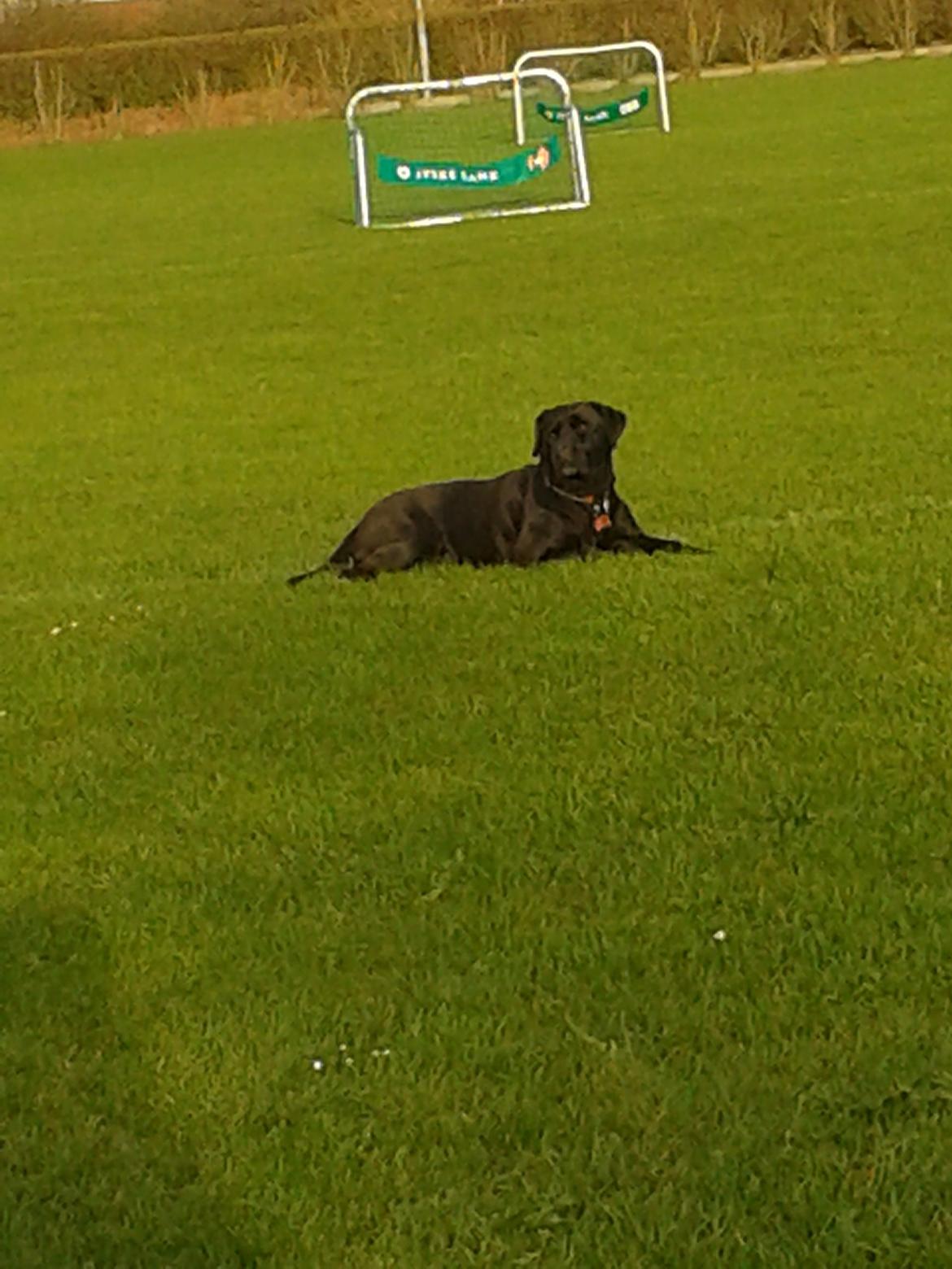 Blanding af racer chica billede 2