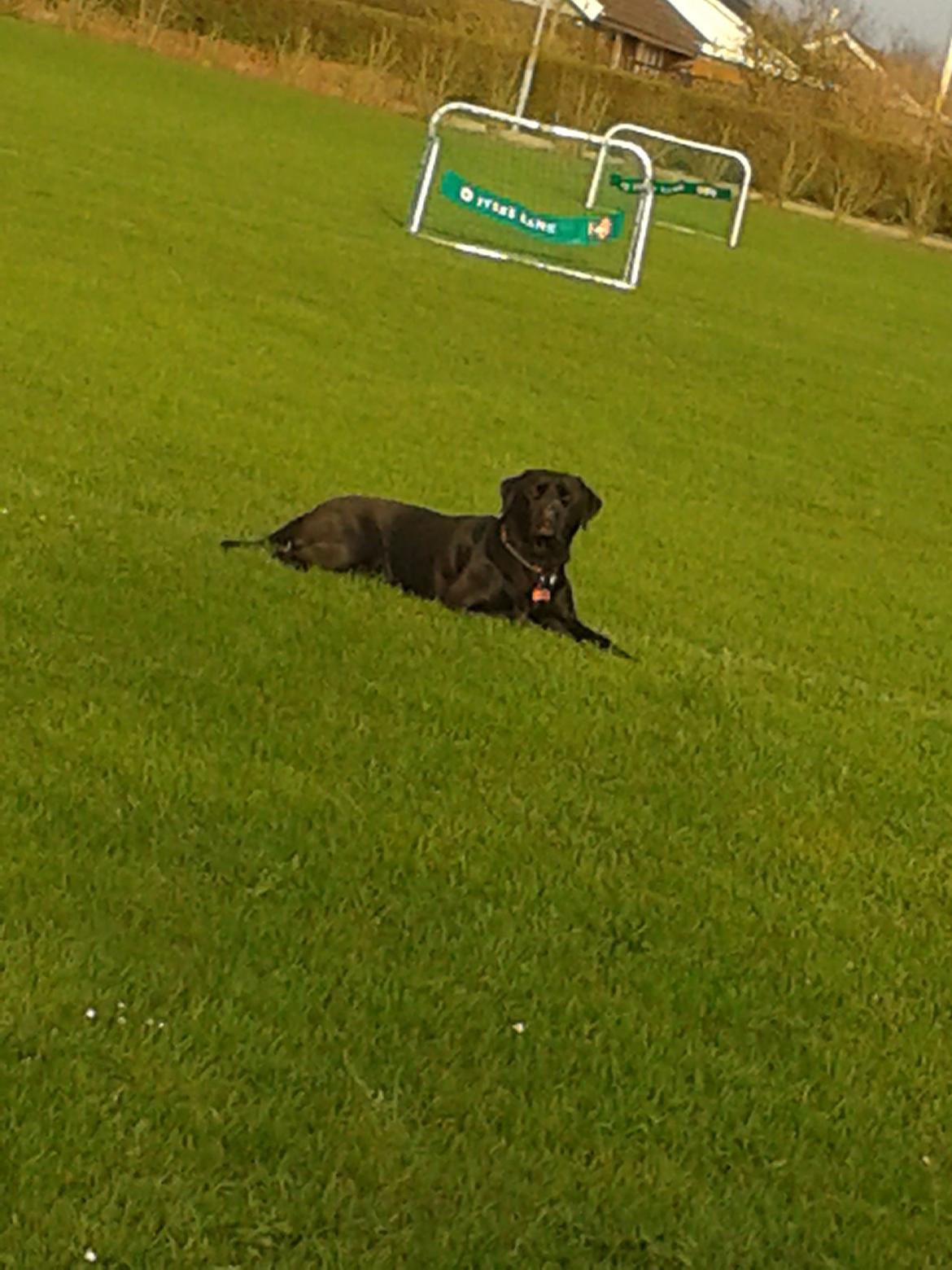 Blanding af racer chica billede 3