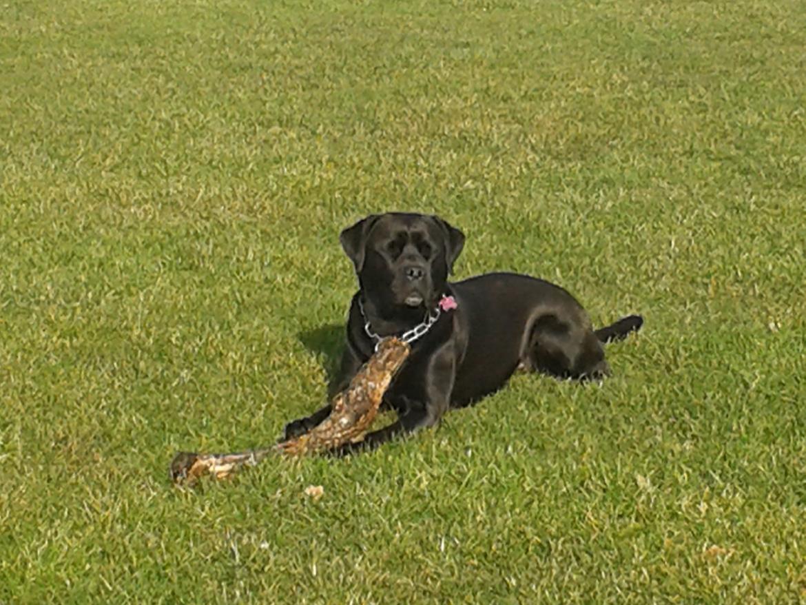 Blanding af racer chica billede 8