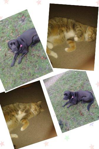 Blanding af racer chica billede 9