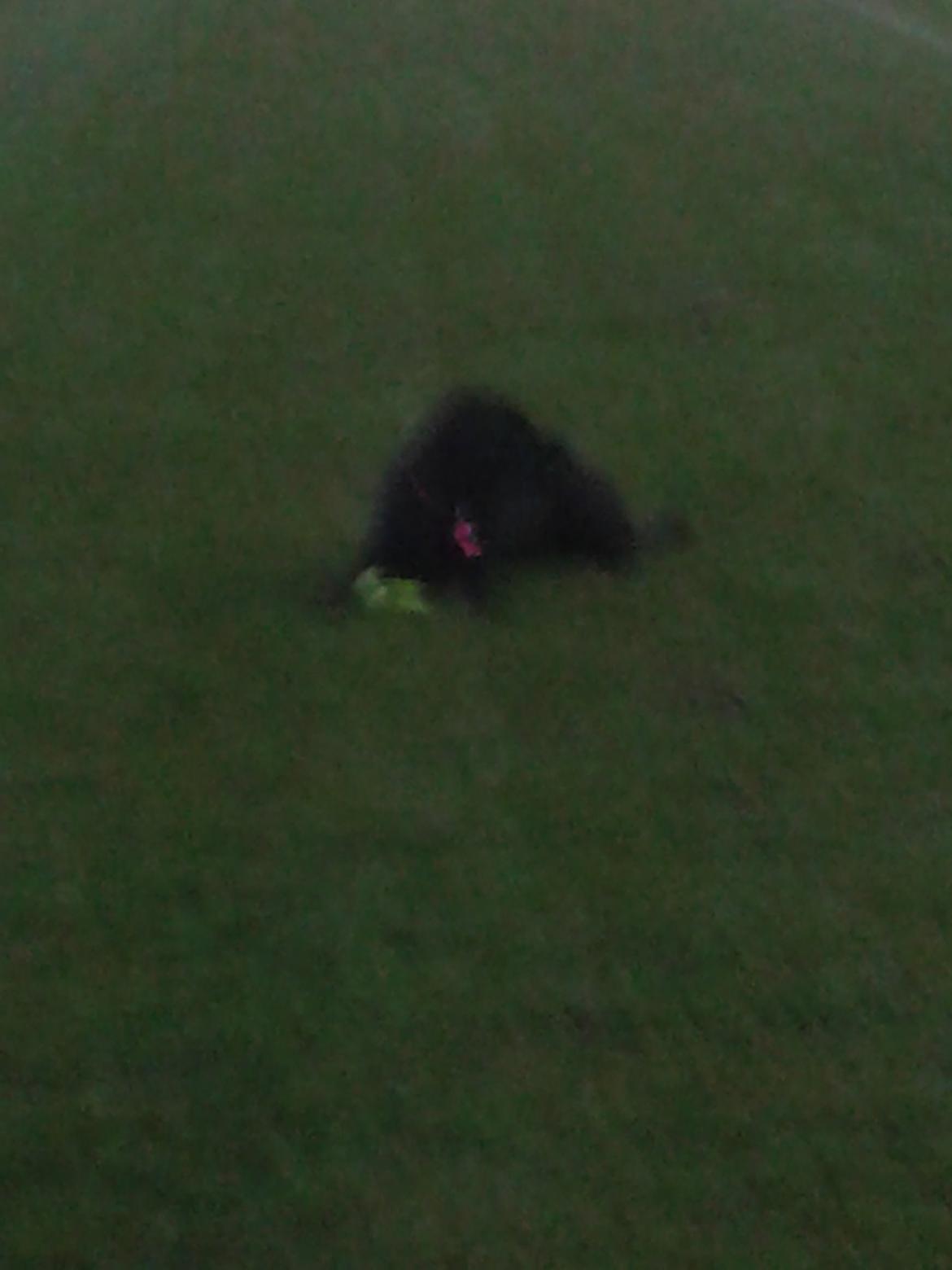 Blanding af racer chica billede 11