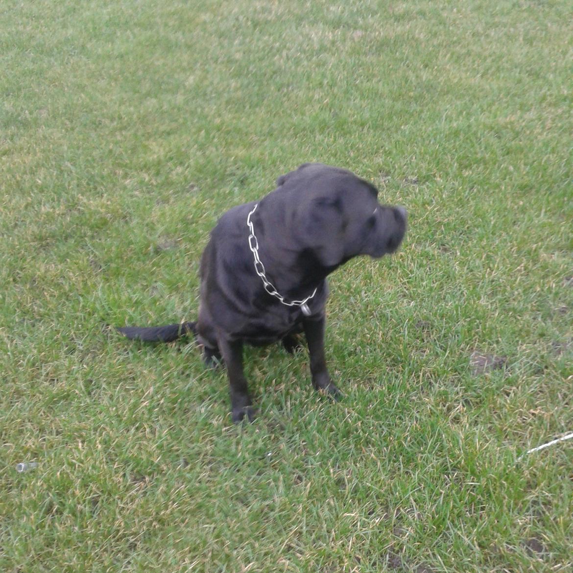 Blanding af racer chica billede 12