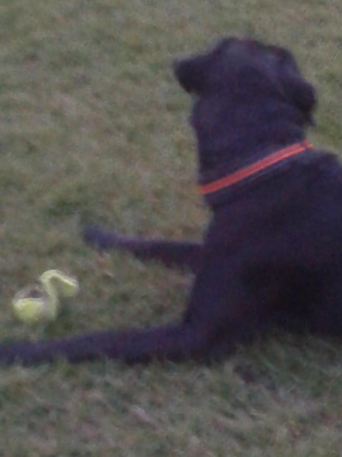 Blanding af racer chica billede 17