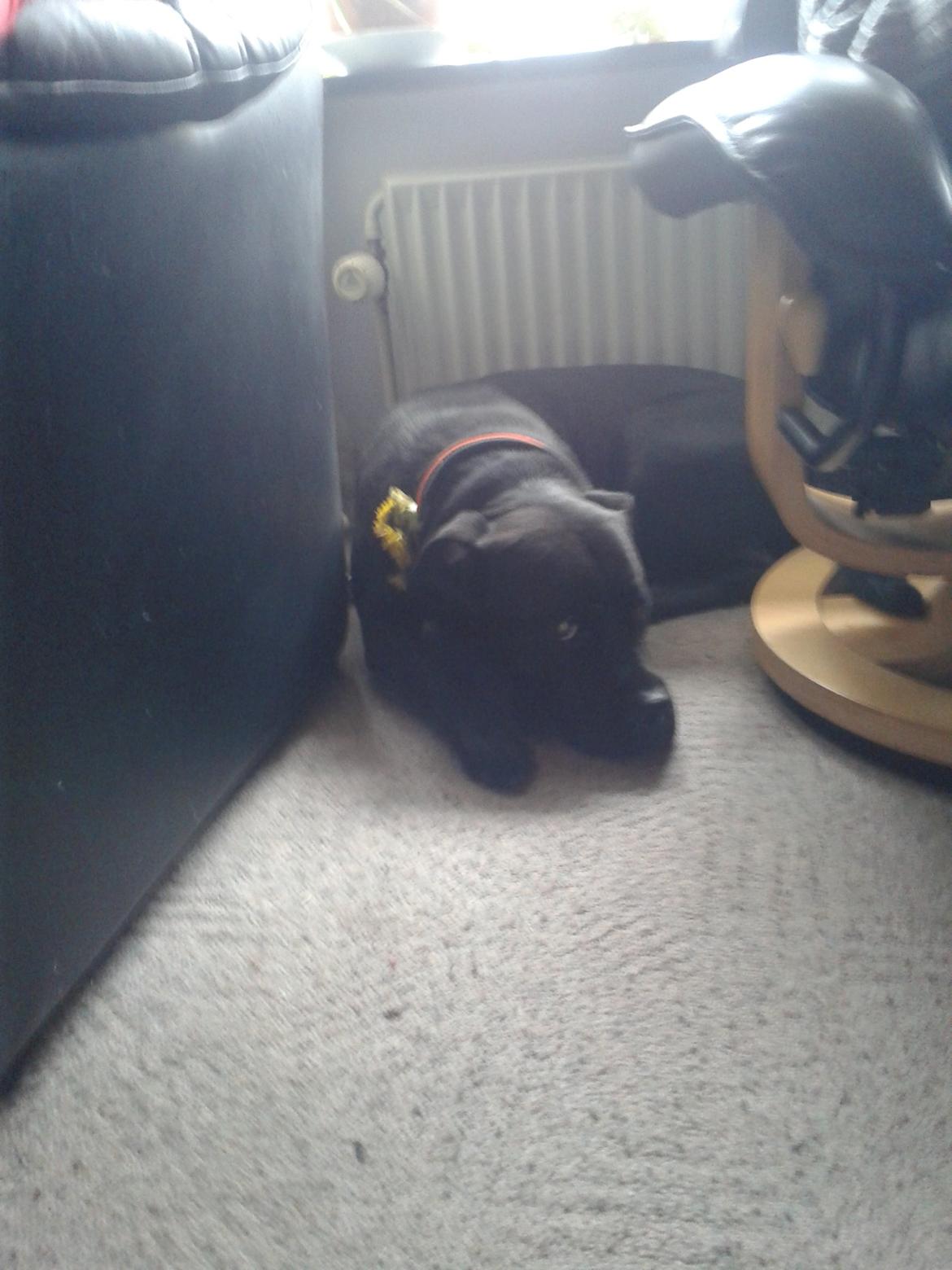 Blanding af racer chica billede 18