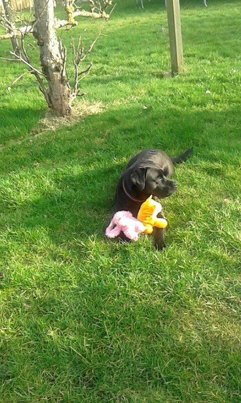 Blanding af racer chica billede 21