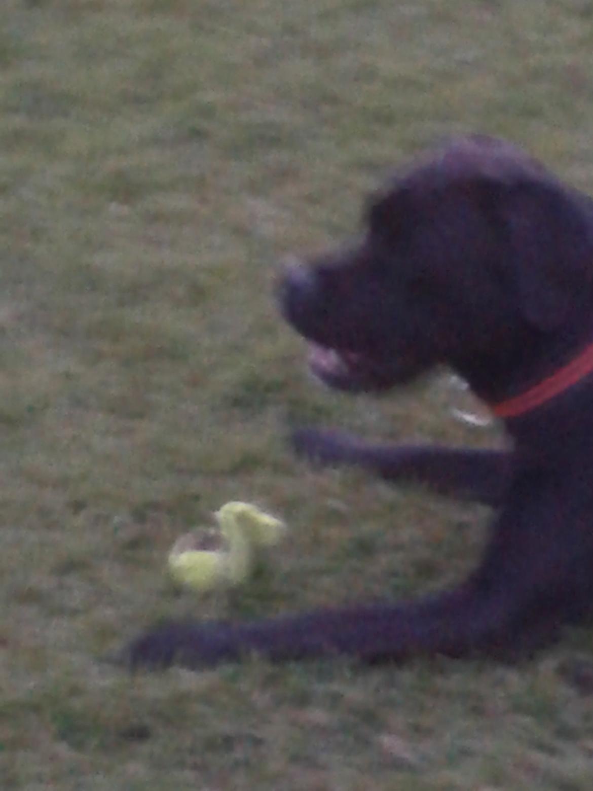 Blanding af racer chica billede 22