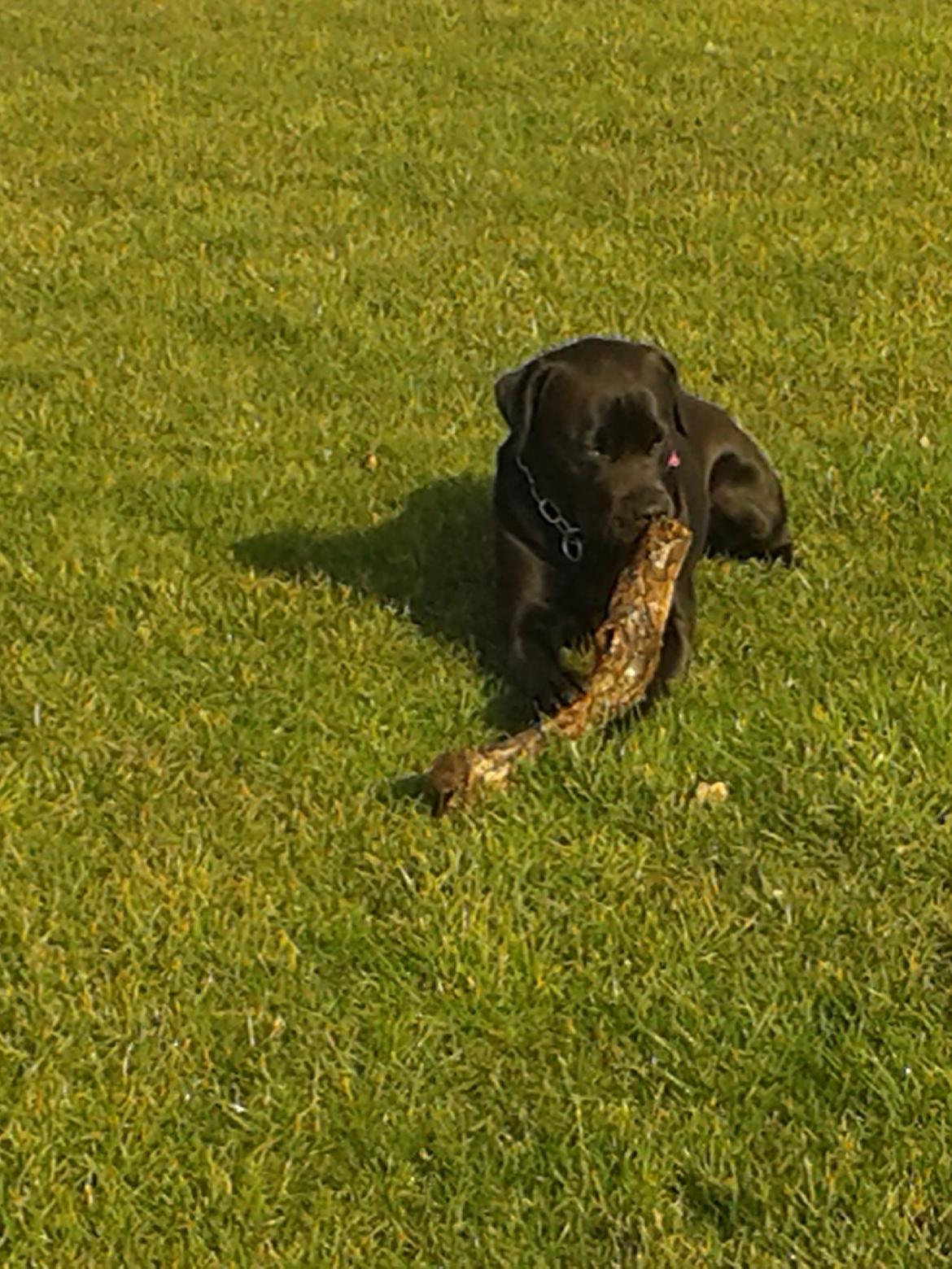 Blanding af racer chica billede 24