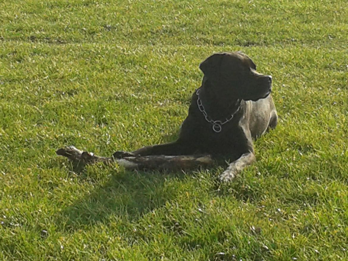 Blanding af racer chica billede 25