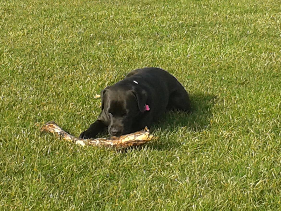 Blanding af racer chica billede 26