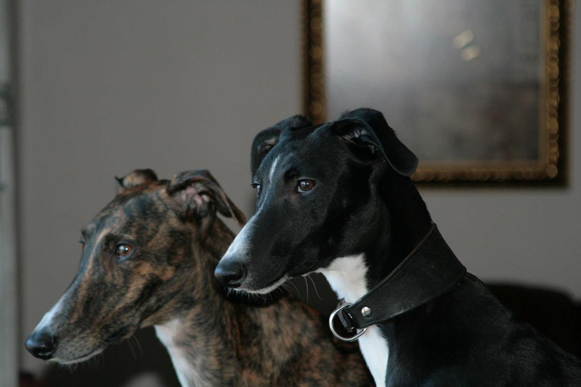 Galgo español Tormenta billede 1