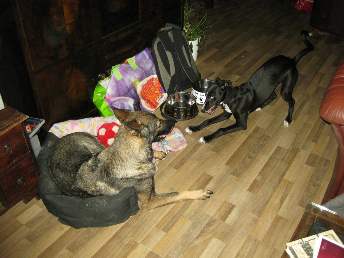 Galgo español Tormenta billede 3