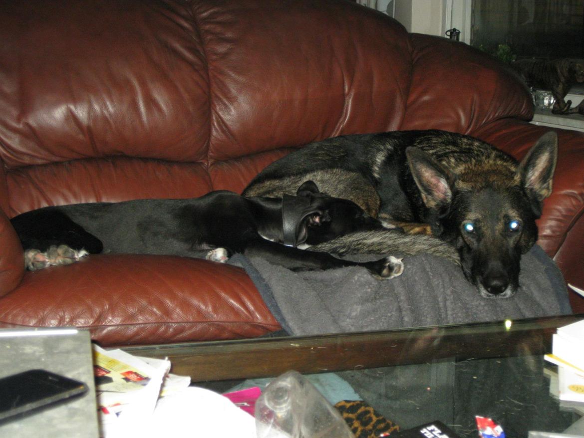 Galgo español Tormenta billede 4