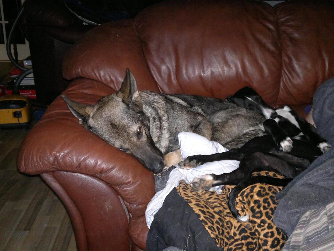 Galgo español Tormenta billede 5