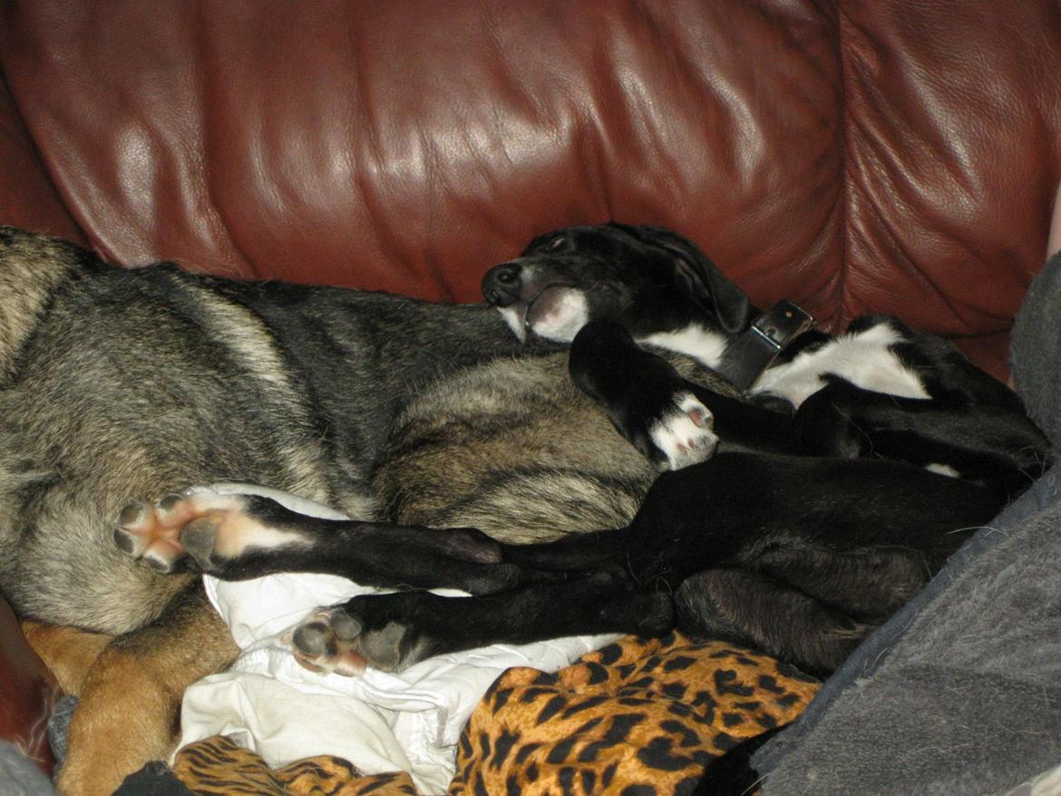 Galgo español Tormenta billede 6