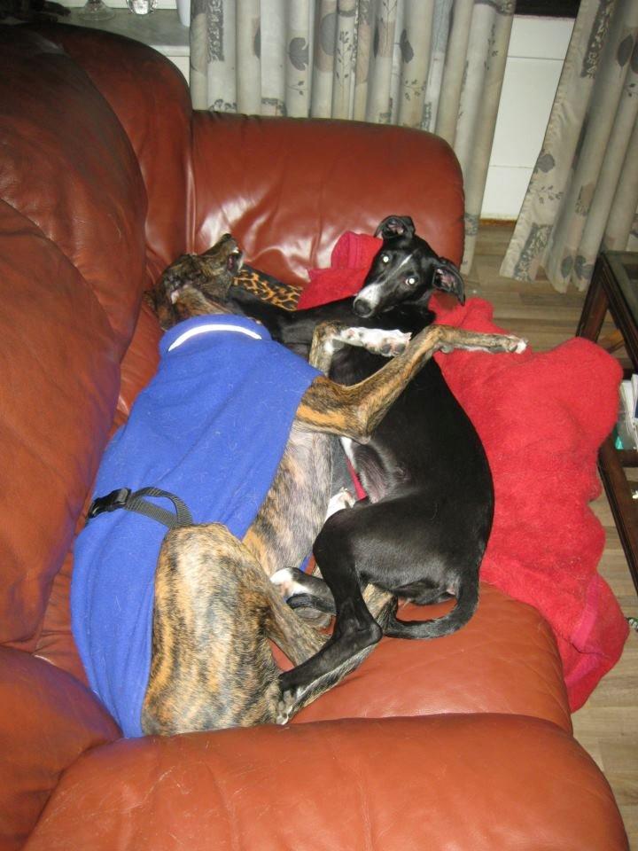 Galgo español Tormenta billede 2