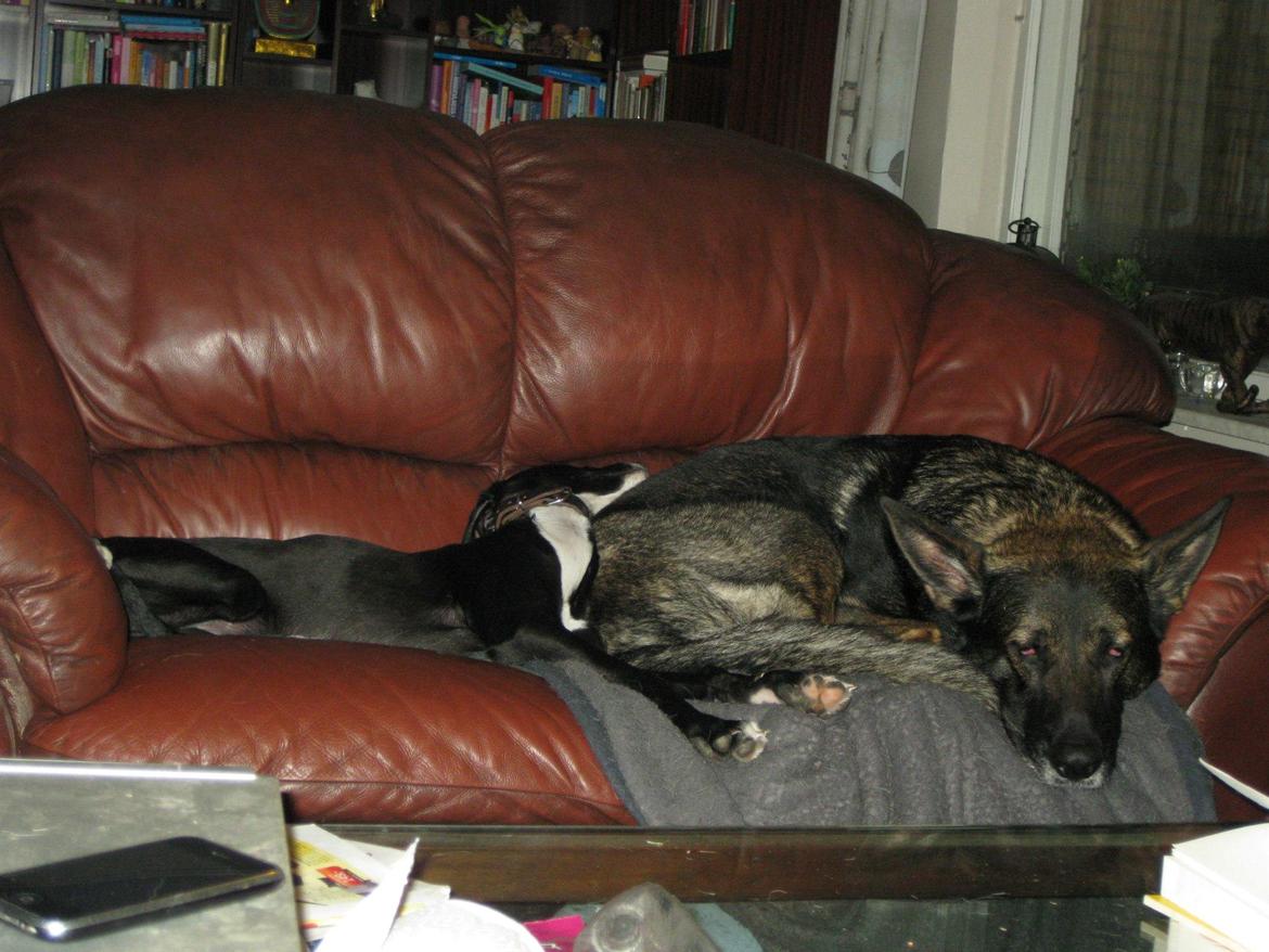 Galgo español Tormenta billede 9