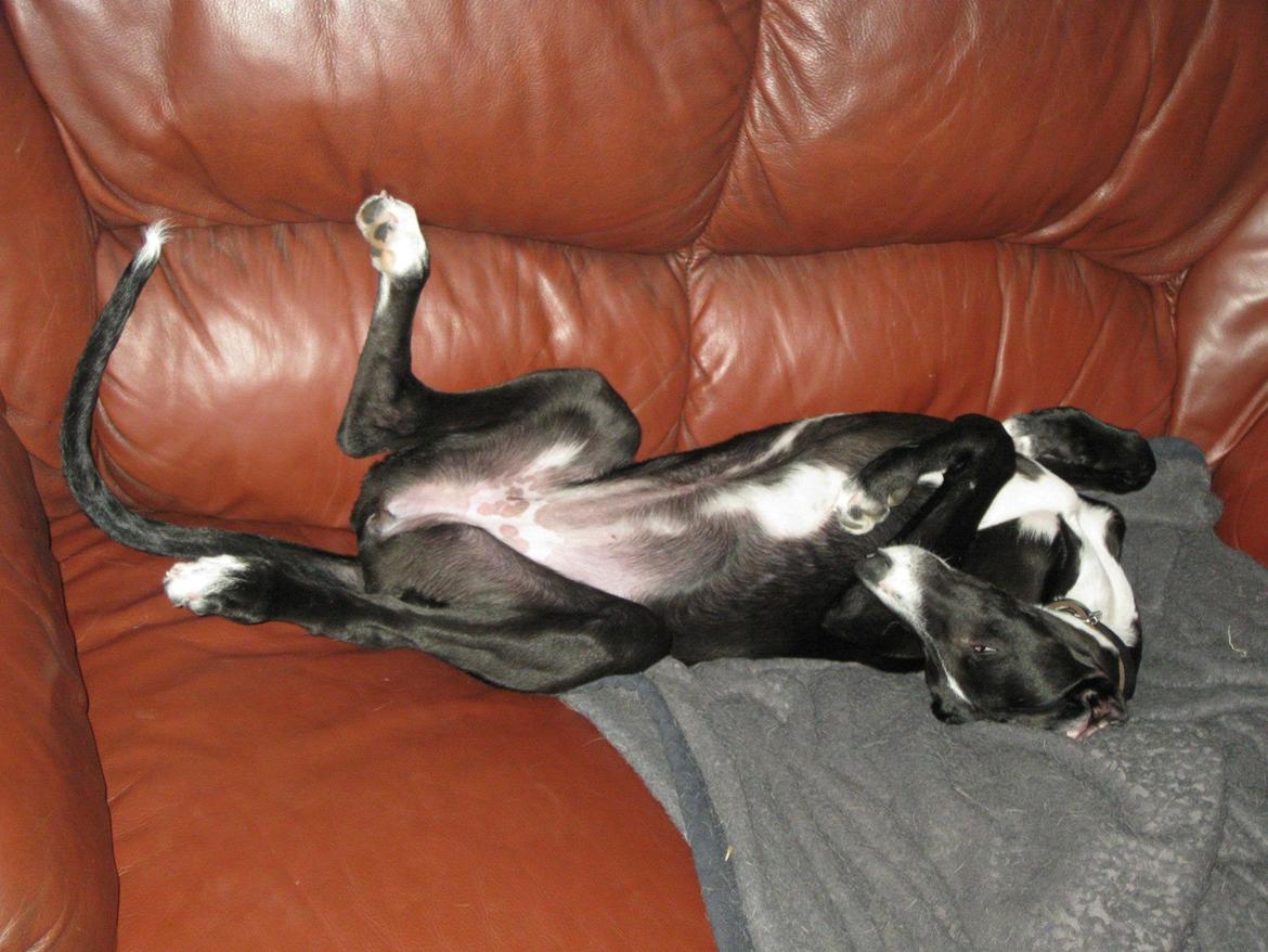 Galgo español Tormenta billede 10