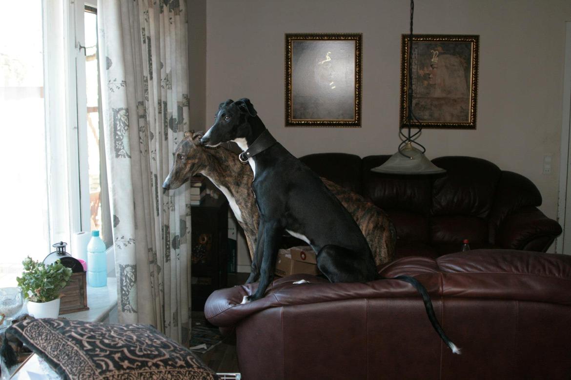 Galgo español Tormenta billede 11