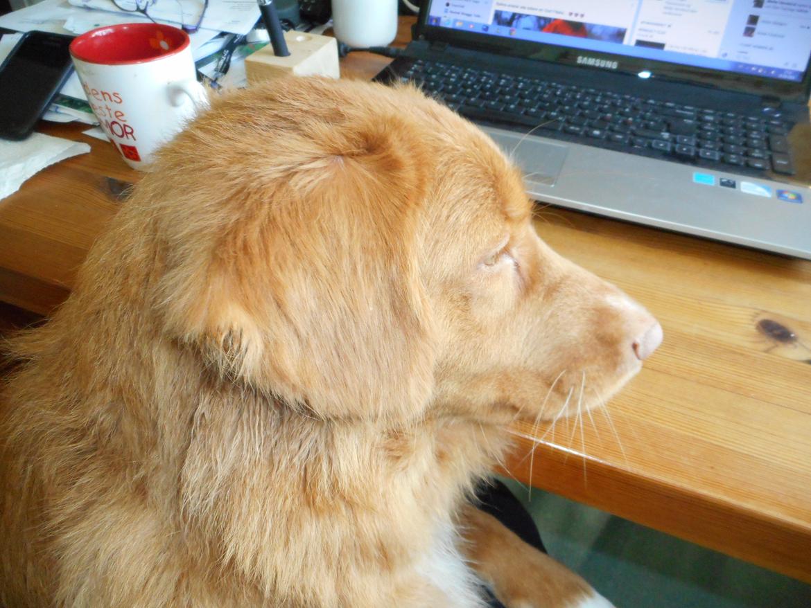 Nova scotia duck tolling retriever Shaggy Toller`s Foxy Ayla billede 11