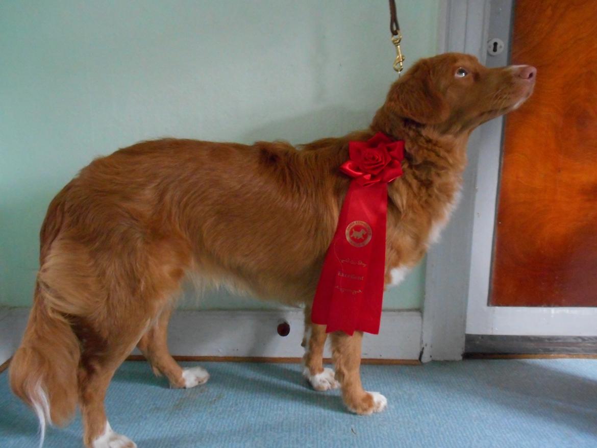 Nova scotia duck tolling retriever Shaggy Toller`s Foxy Ayla - Efter påske skue 2014 billede 10
