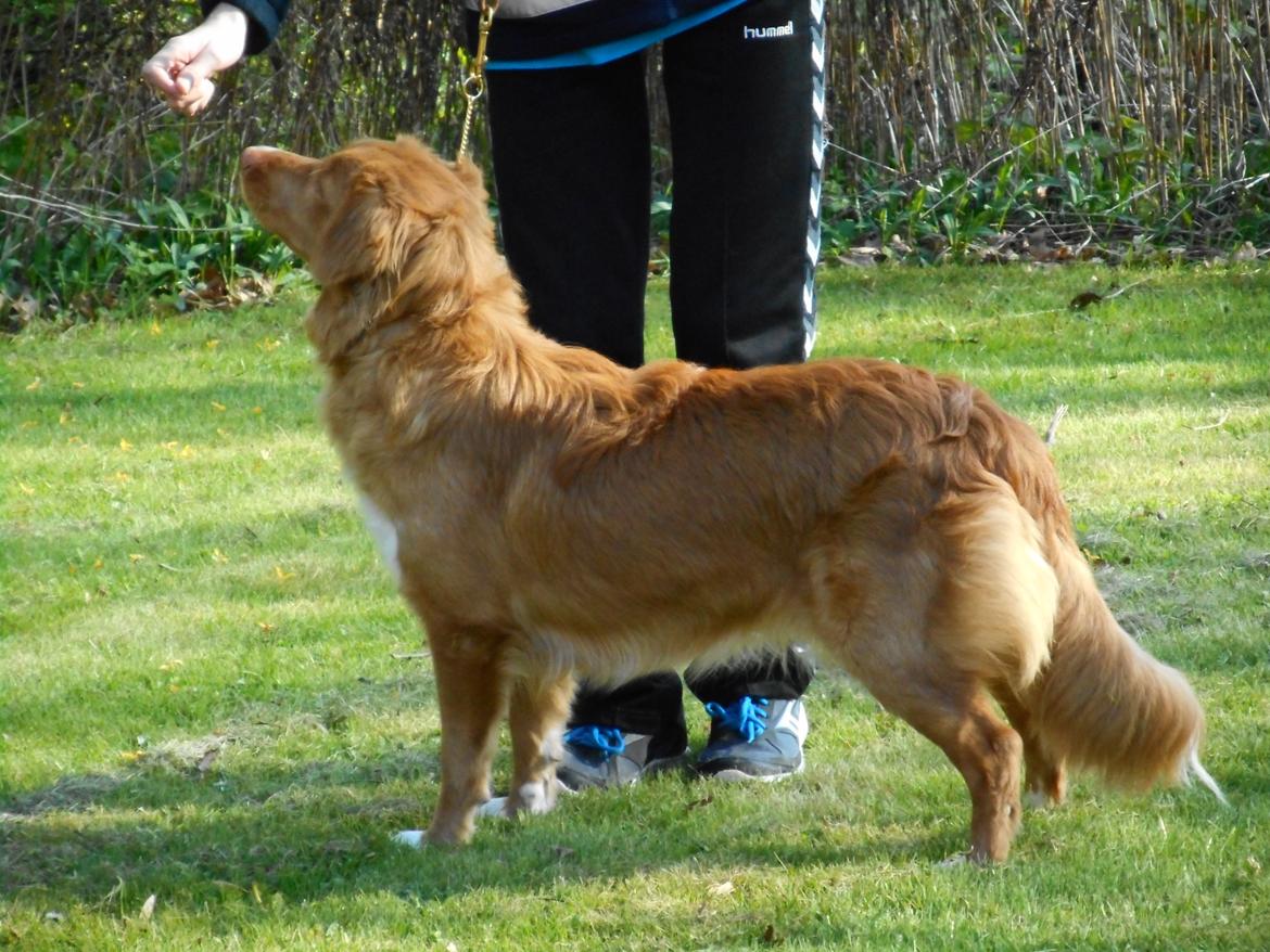 Nova scotia duck tolling retriever Shaggy Toller`s Foxy Ayla - Træning i haven  billede 7