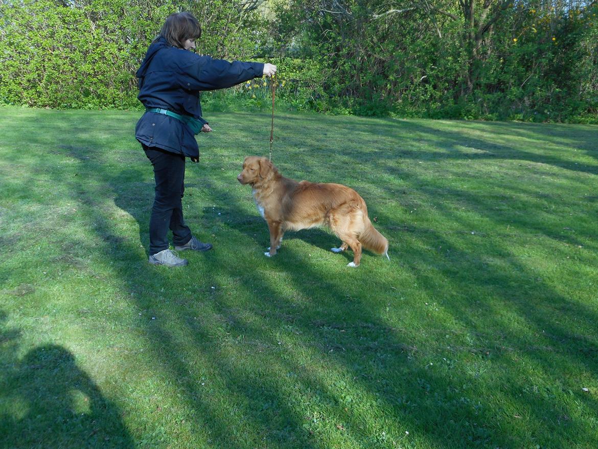 Nova scotia duck tolling retriever Shaggy Toller`s Foxy Ayla billede 8