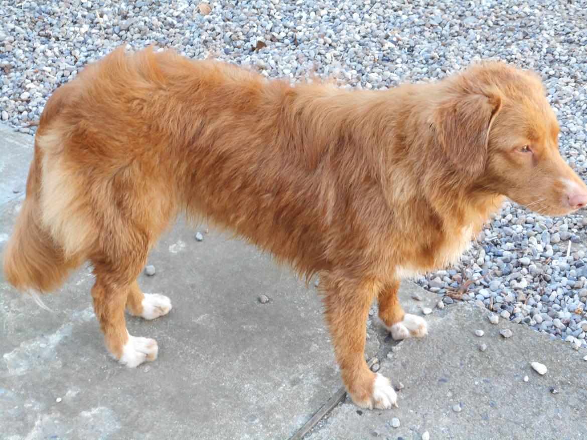 Nova scotia duck tolling retriever Shaggy Toller`s Foxy Ayla - Nyvasket inden udstilling  billede 12