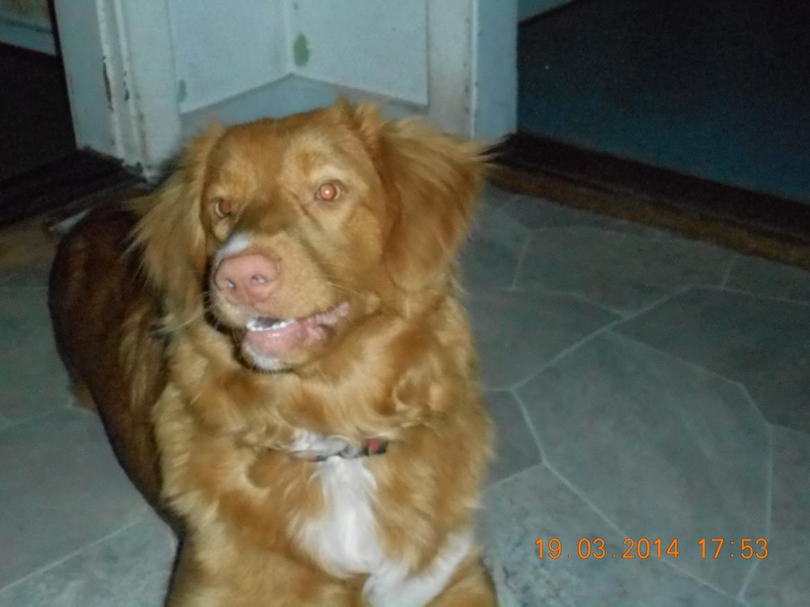 Nova scotia duck tolling retriever Shaggy Toller`s Foxy Ayla billede 13