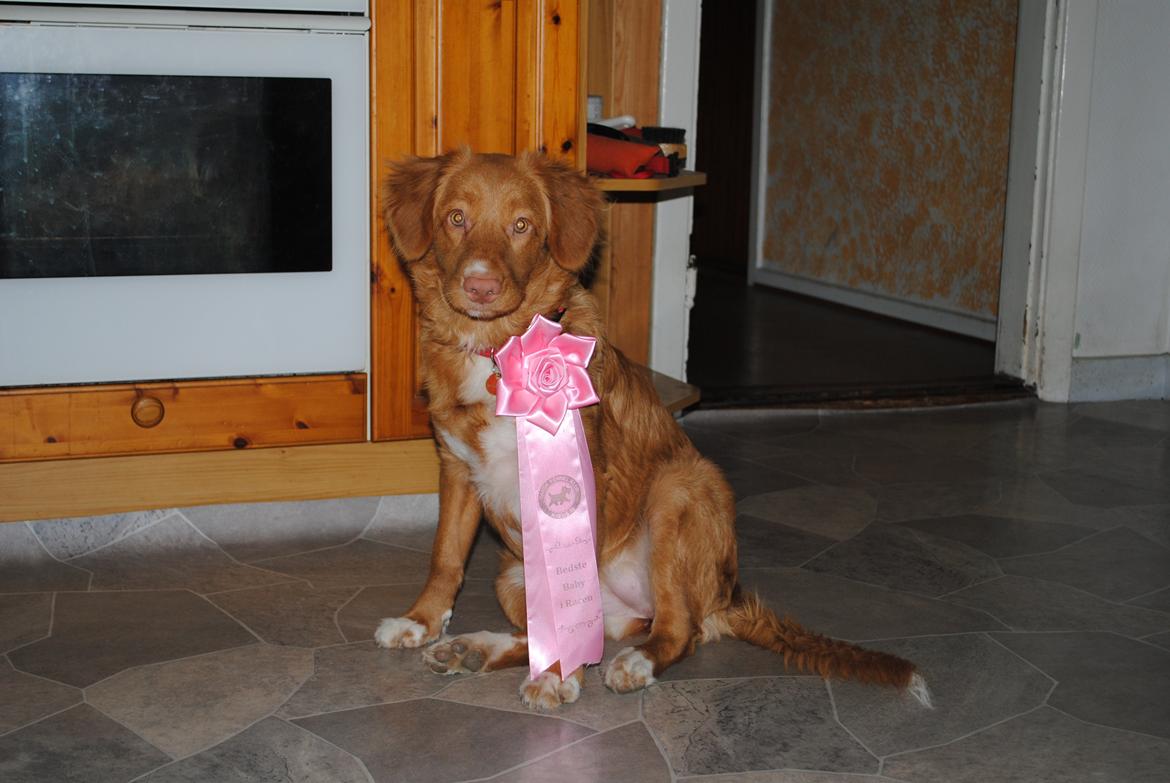Nova scotia duck tolling retriever Shaggy Toller`s Foxy Ayla - Efter jule skue 2013 billede 14