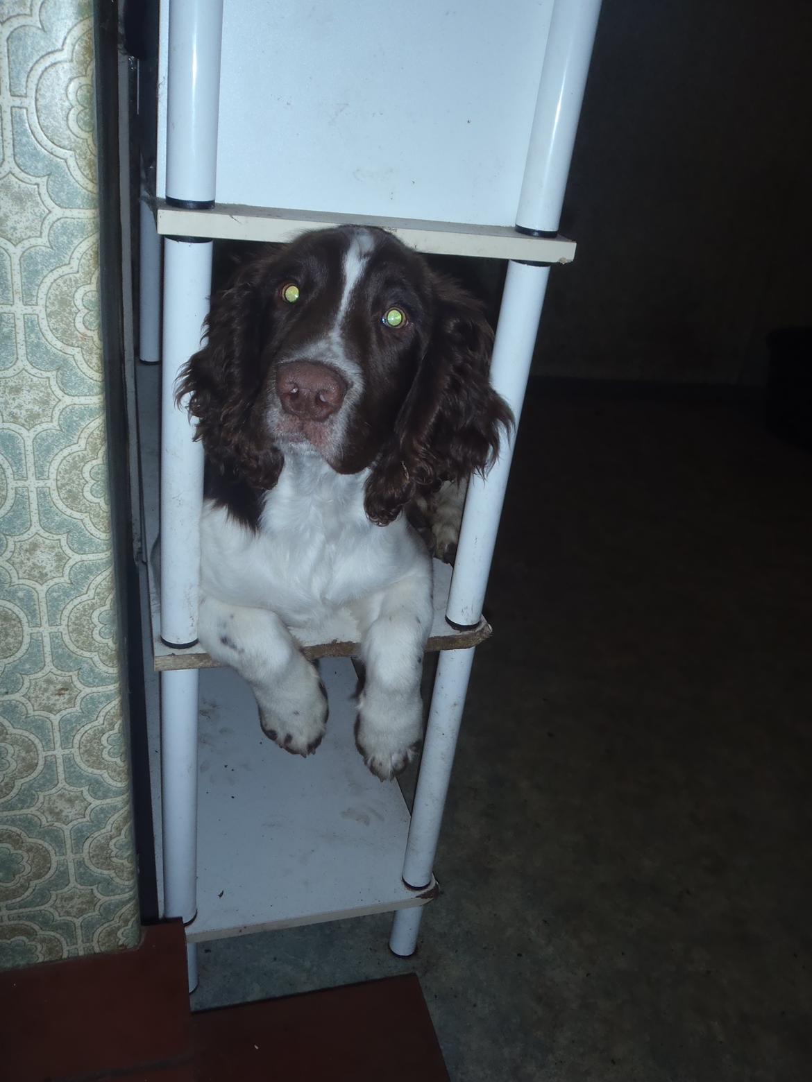 Engelsk springer spaniel Abilds Albert (Asger) billede 1