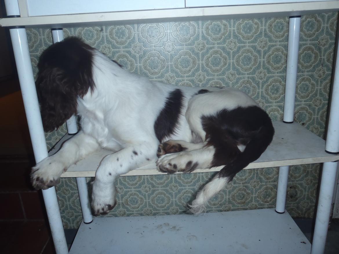 Engelsk springer spaniel Abilds Albert (Asger) billede 3