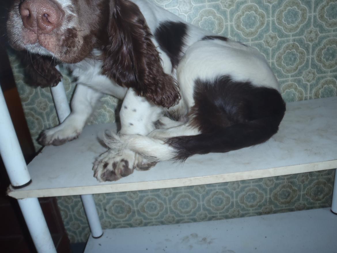 Engelsk springer spaniel Abilds Albert (Asger) billede 4