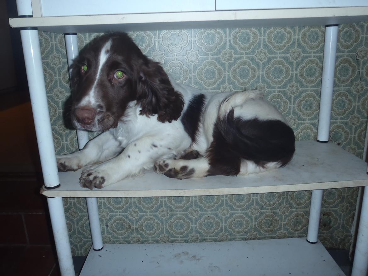 Engelsk springer spaniel Abilds Albert (Asger) billede 5