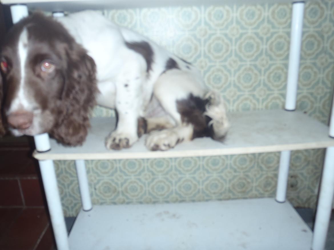 Engelsk springer spaniel Abilds Albert (Asger) billede 6