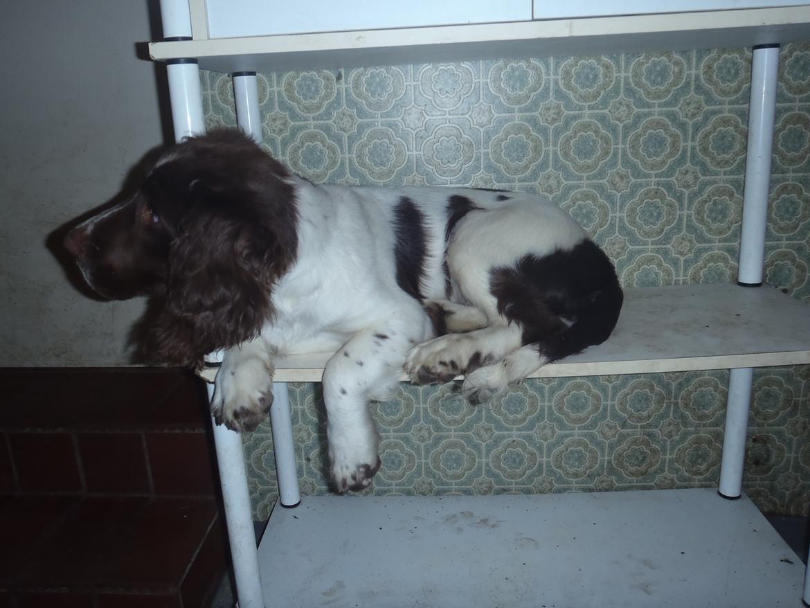 Engelsk springer spaniel Abilds Albert (Asger) billede 7