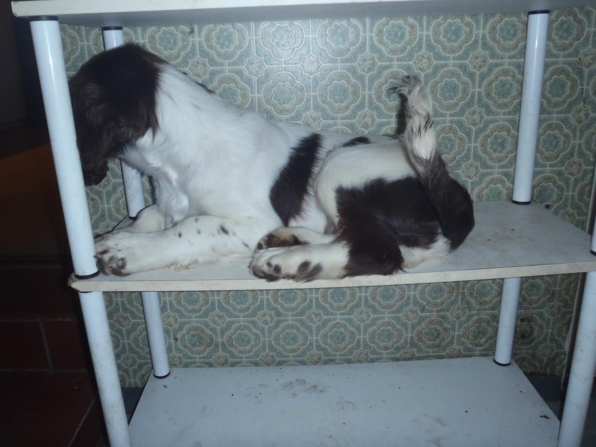 Engelsk springer spaniel Abilds Albert (Asger) billede 2