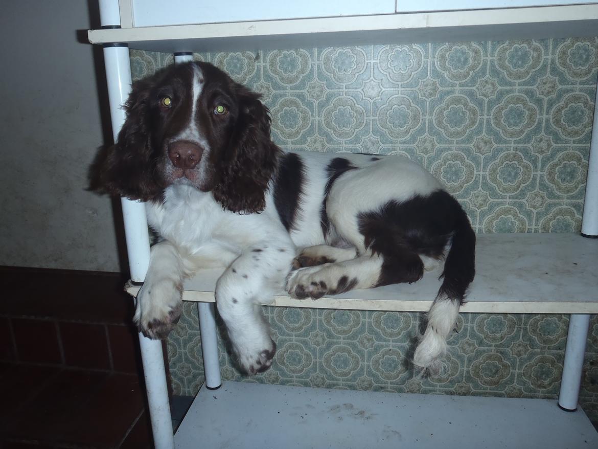 Engelsk springer spaniel Abilds Albert (Asger) billede 9