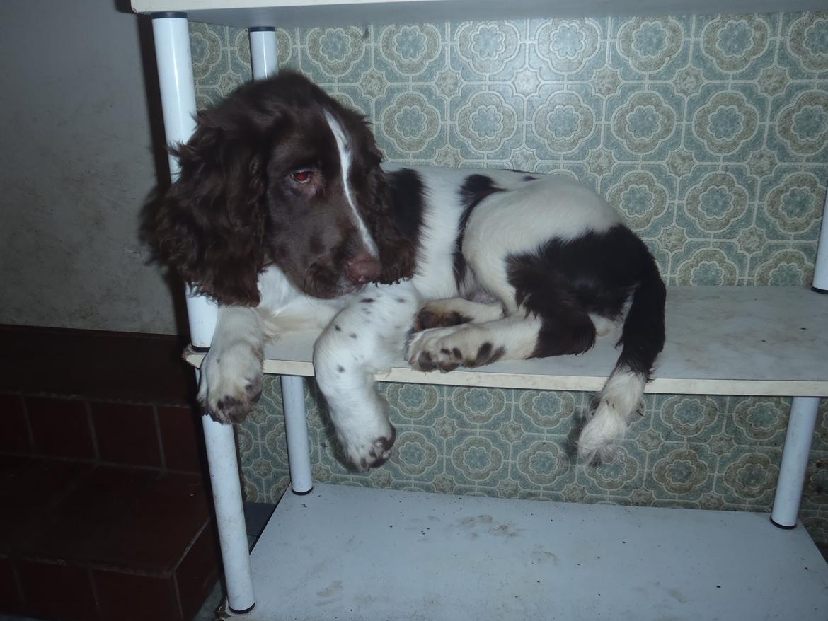 Engelsk springer spaniel Abilds Albert (Asger) billede 8