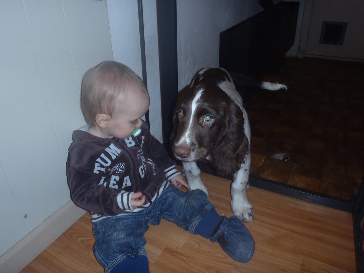 Engelsk springer spaniel Abilds Albert (Asger) billede 11