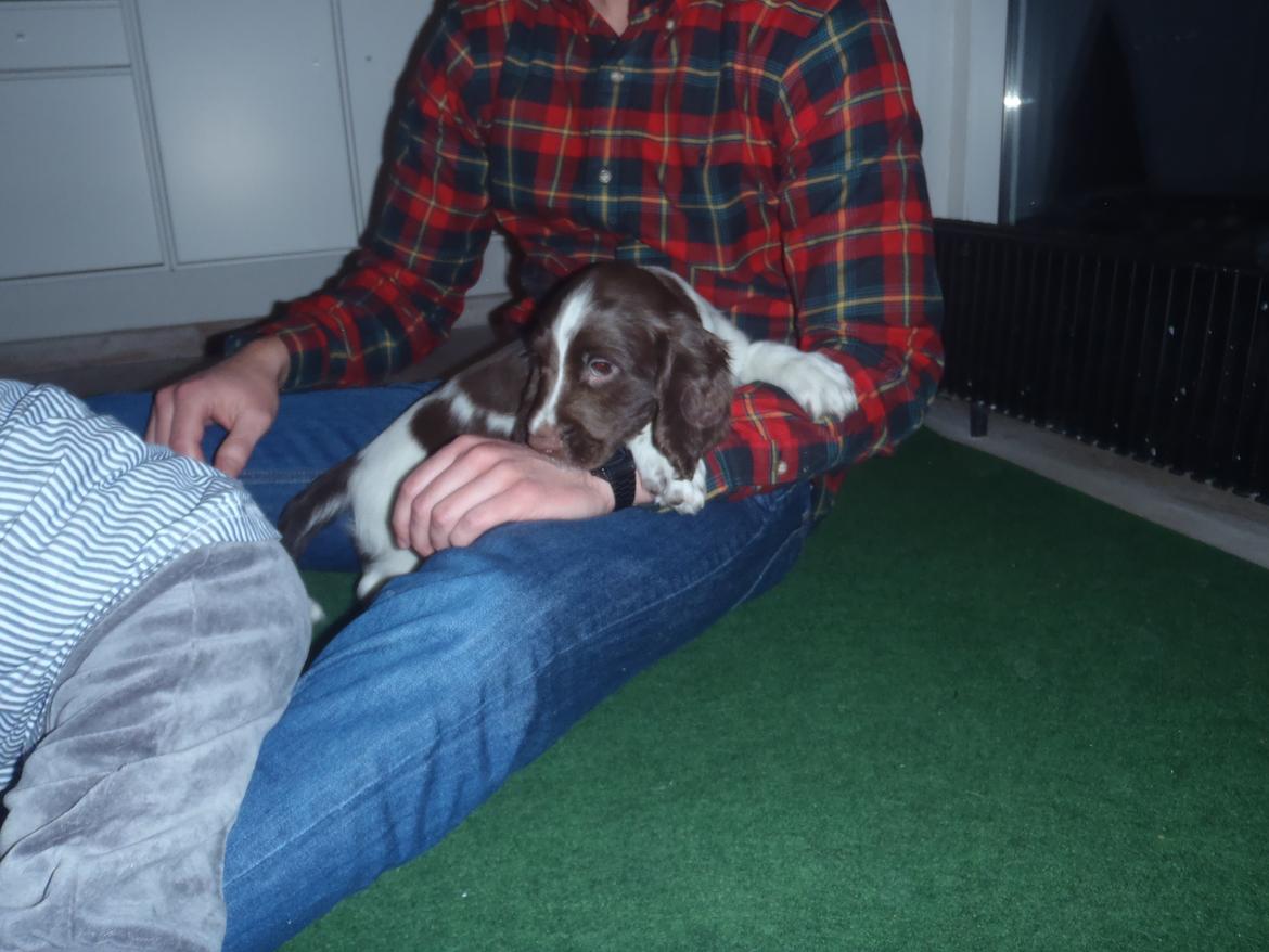 Engelsk springer spaniel Abilds Albert (Asger) billede 12