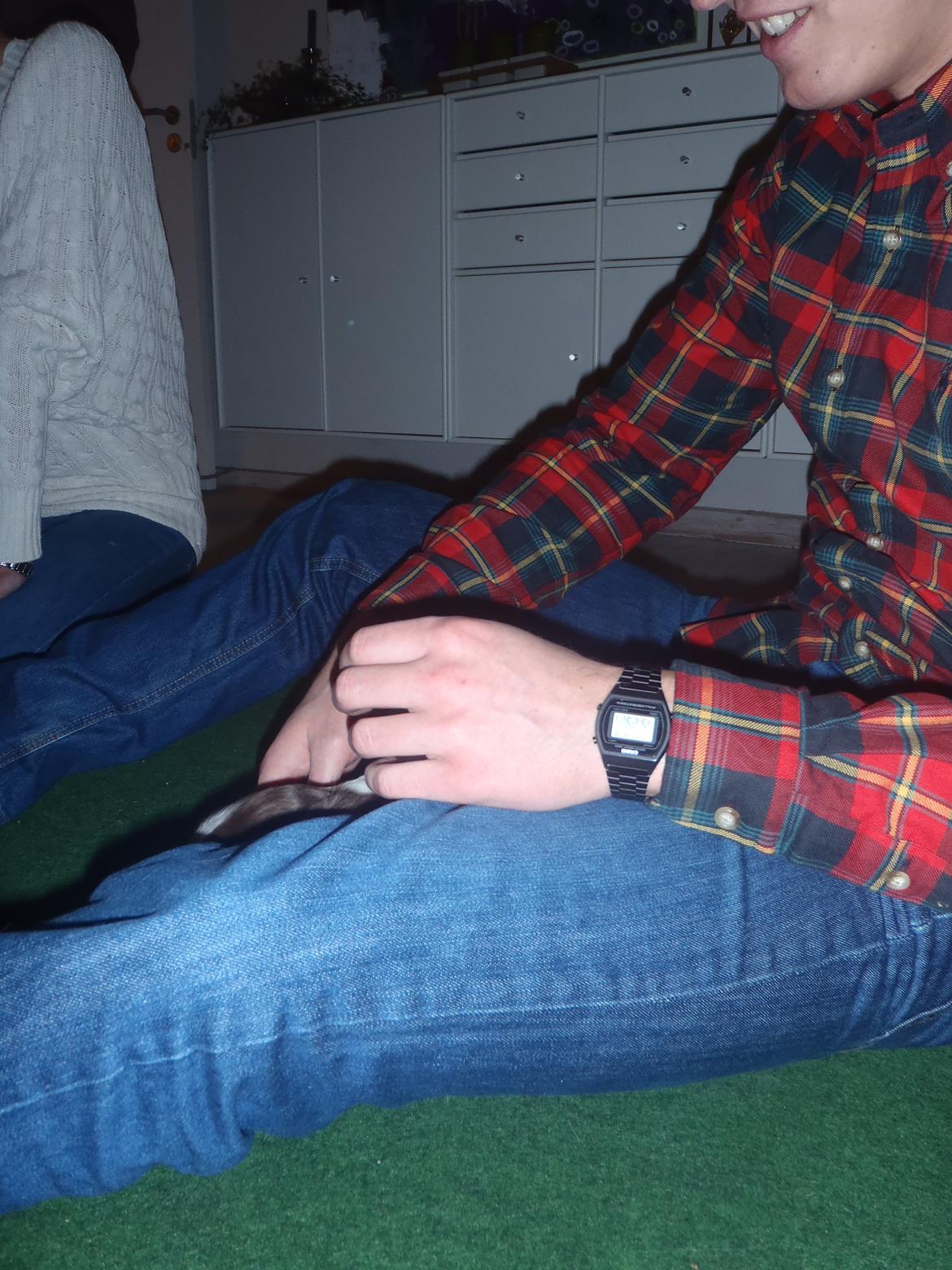 Engelsk springer spaniel Abilds Albert (Asger) billede 14