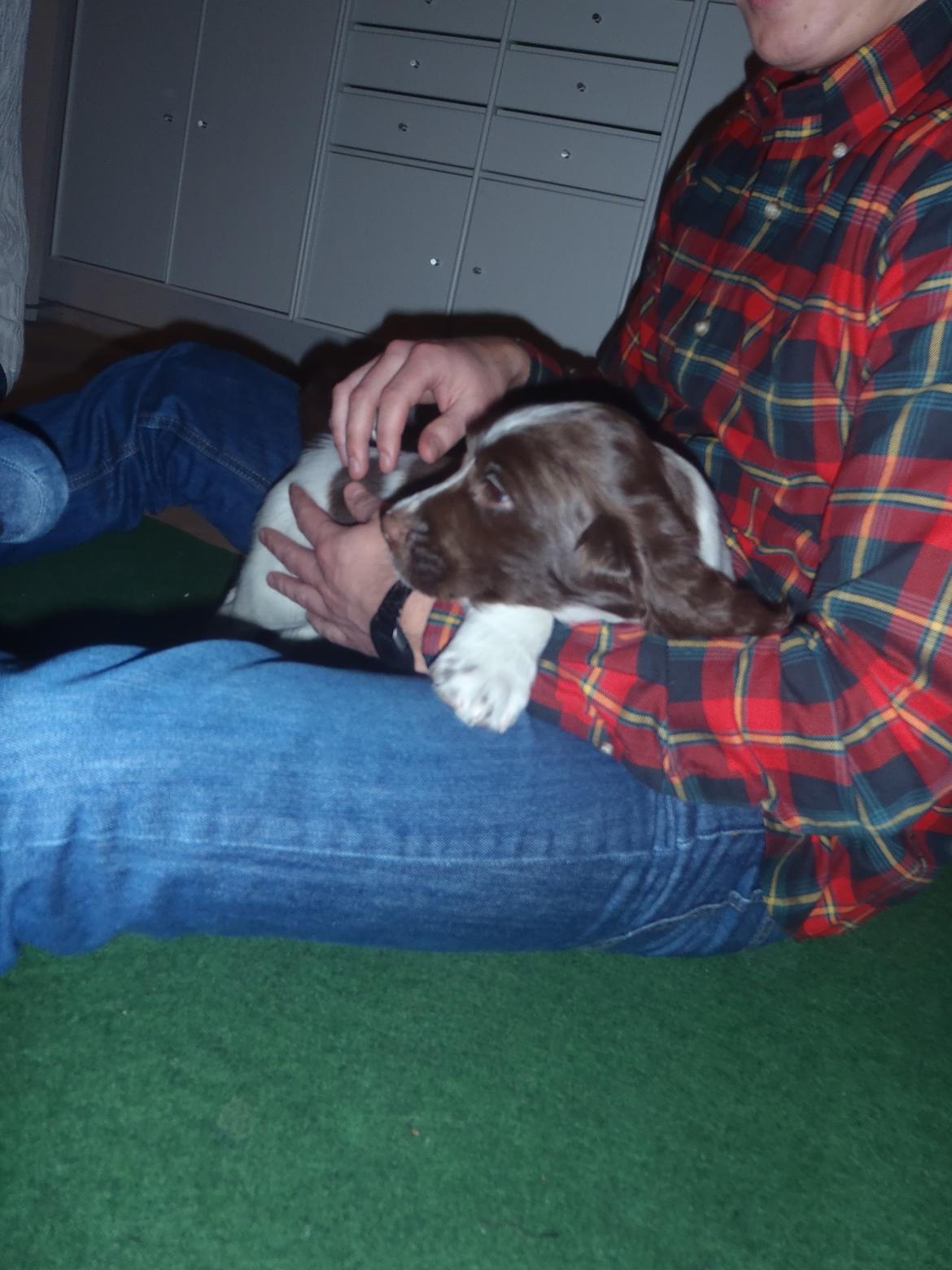 Engelsk springer spaniel Abilds Albert (Asger) billede 13