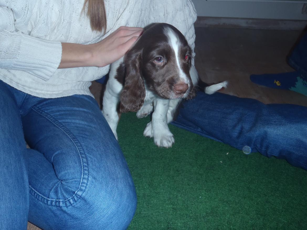 Engelsk springer spaniel Abilds Albert (Asger) billede 15