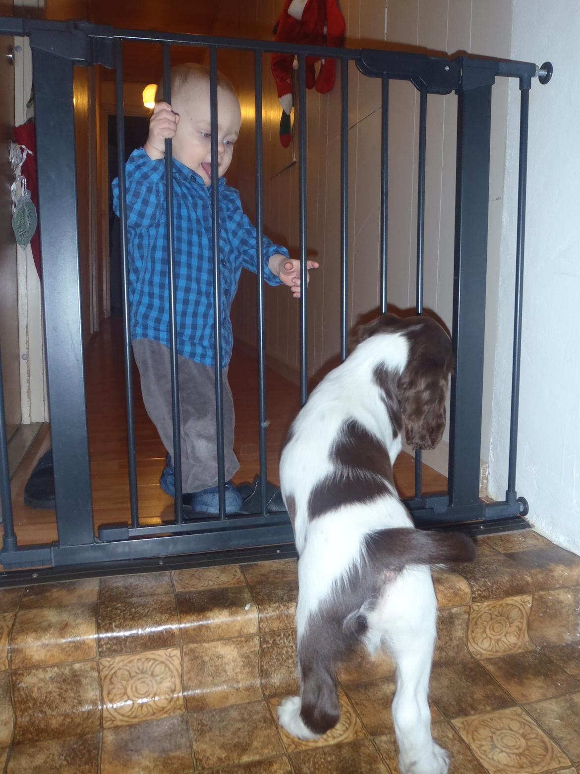 Engelsk springer spaniel Abilds Albert (Asger) billede 17