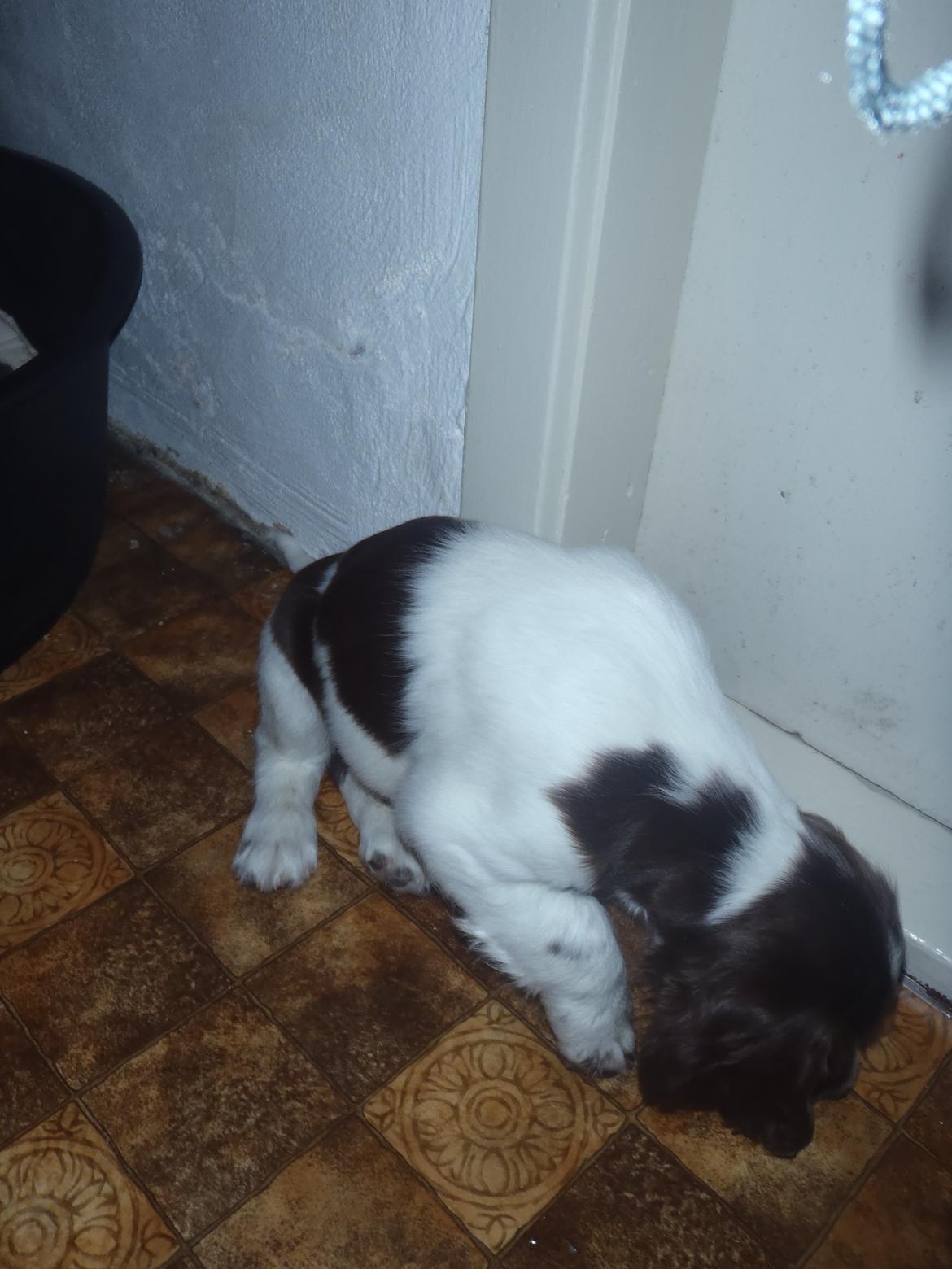 Engelsk springer spaniel Abilds Albert (Asger) billede 18