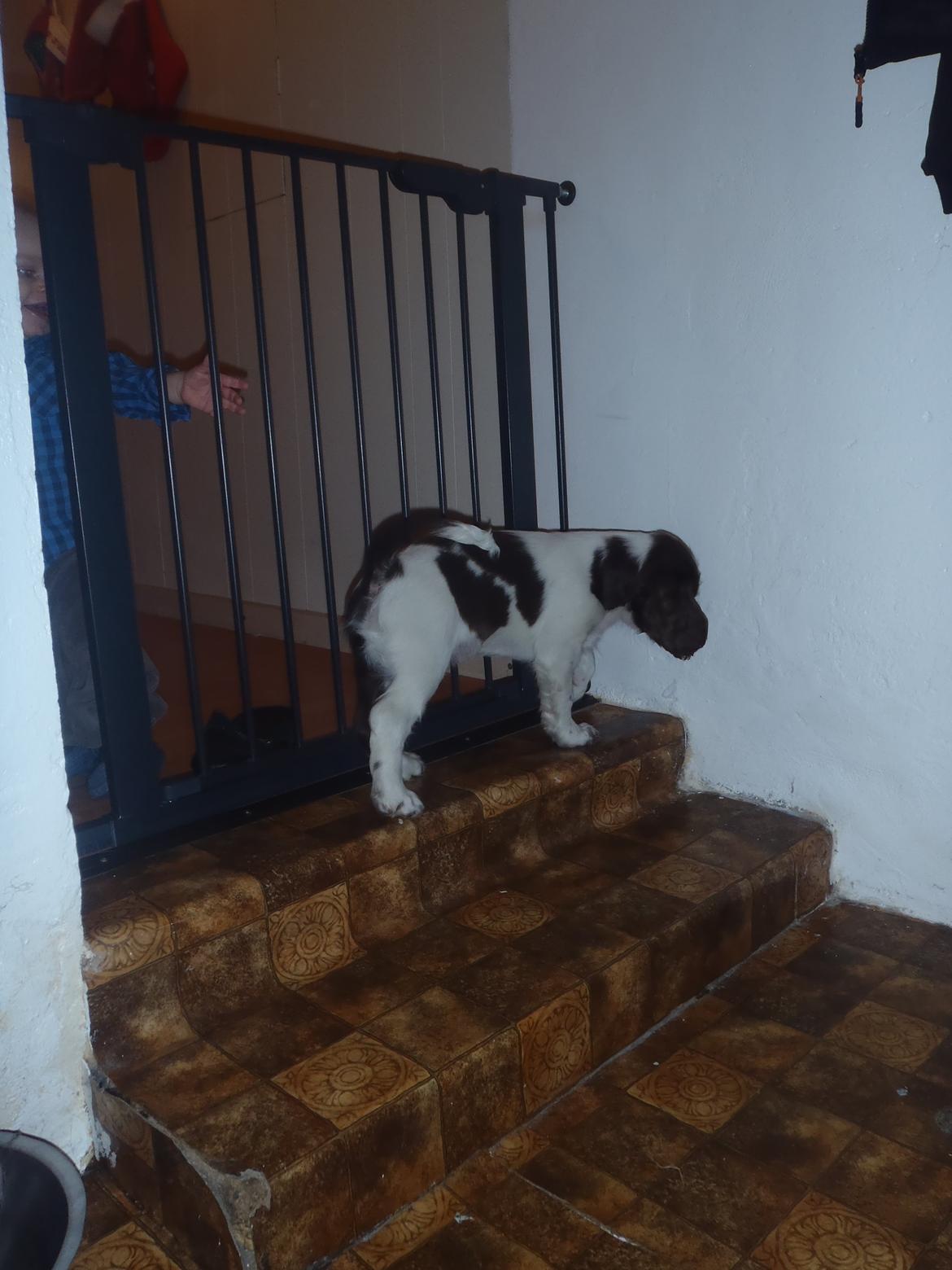 Engelsk springer spaniel Abilds Albert (Asger) billede 19