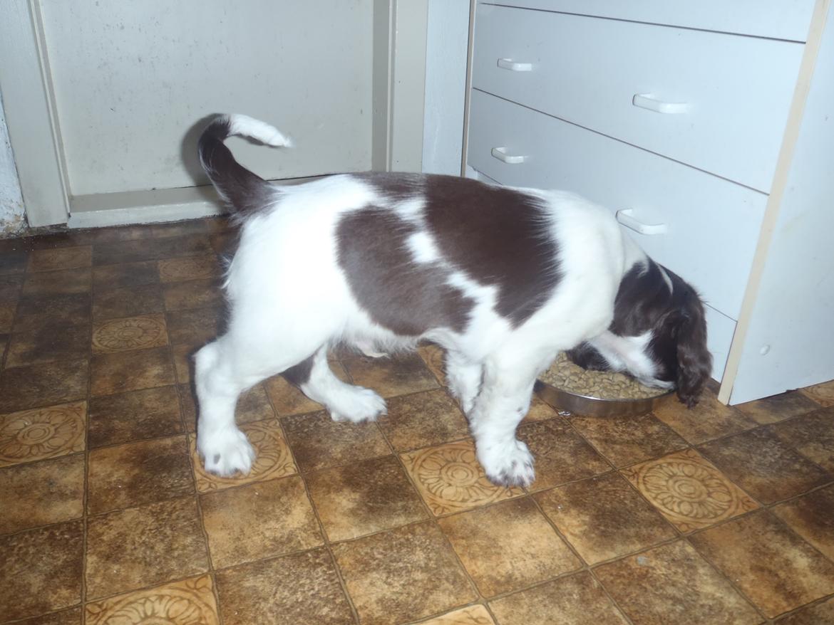 Engelsk springer spaniel Abilds Albert (Asger) billede 21