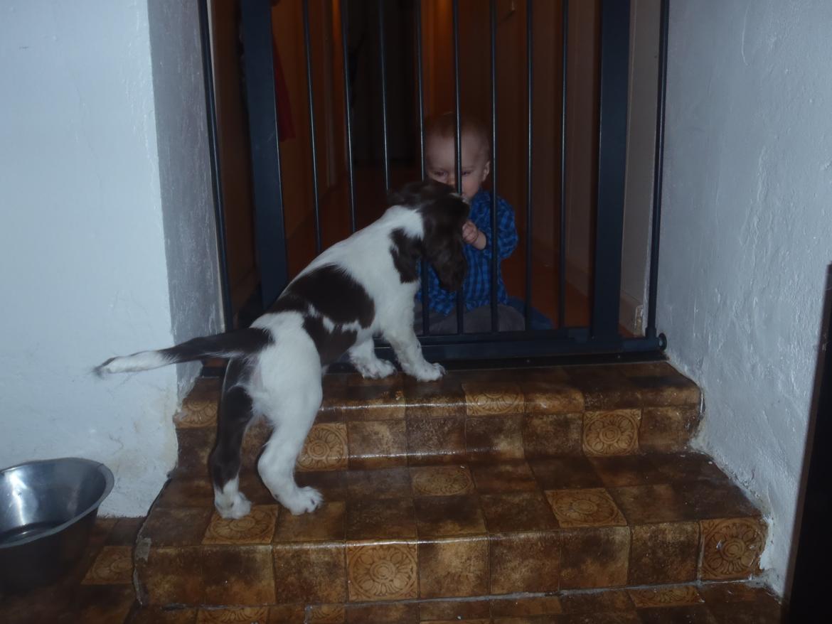 Engelsk springer spaniel Abilds Albert (Asger) billede 22